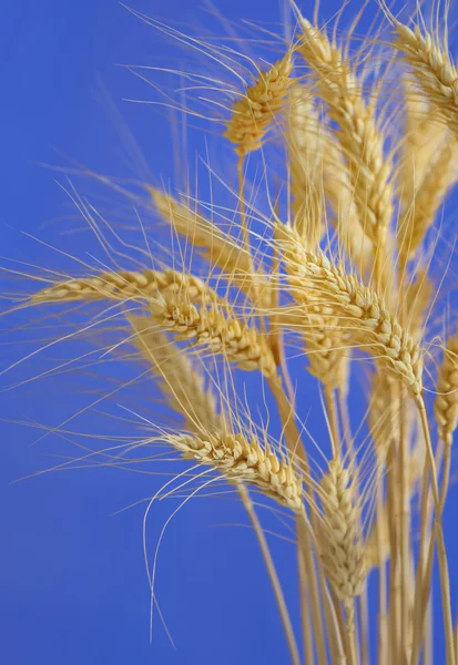 Stems of wheat against blue sky