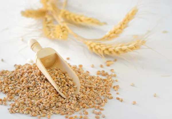 Close up of pearl barley