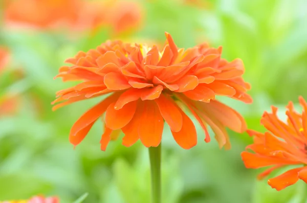 Zinnia flower in vintage color