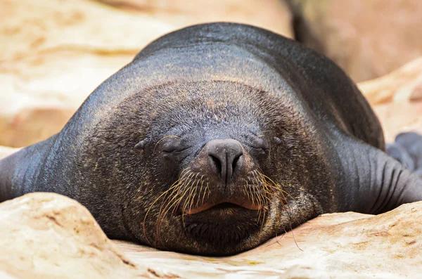 Seal sleeping on rocks