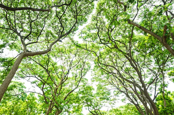 Beautiful Green leaves on white background