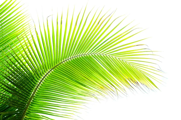 Coconut leaves on white background