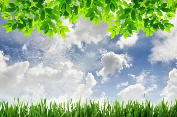 Green grass and green leaves with blue sky background