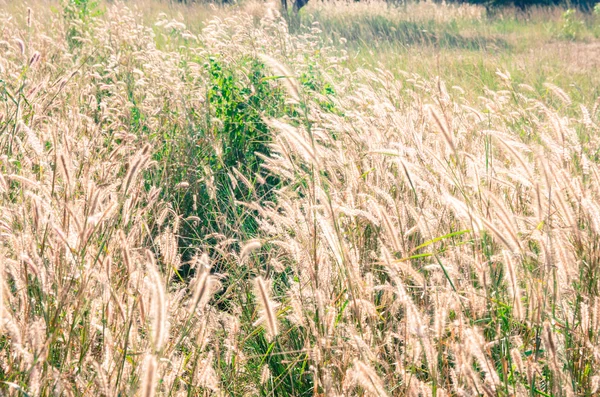 Prairie grass field