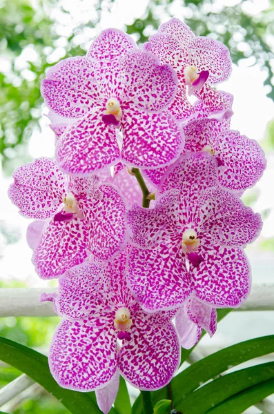 Orchid flower