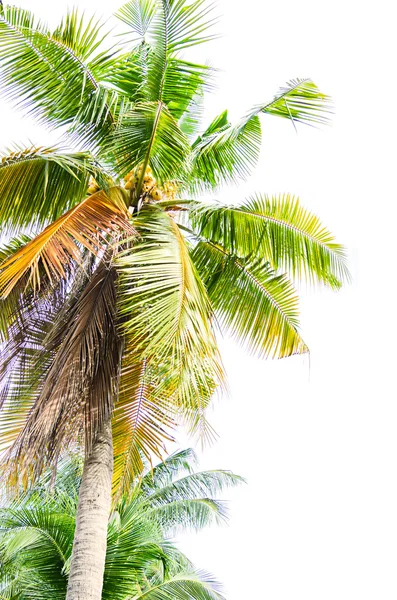 Coconut tree on white background