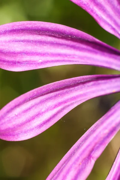 Purple petals lined