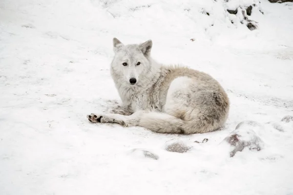 White wolf is laying on snow