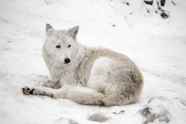 White wolf is laying on snow