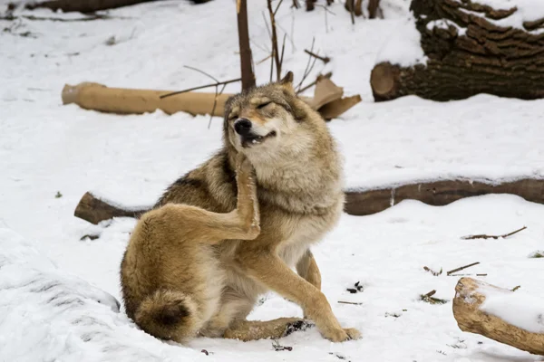 Wolf is sitting on snow and scratching