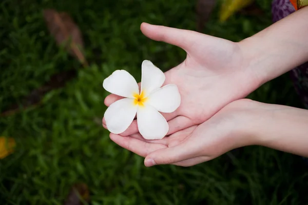 Hands picking fresh frangipani flower