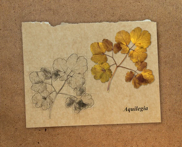 Aquilegia, dried fall leaves isolated elements on background for