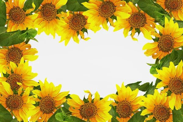 Frame with sunflowers