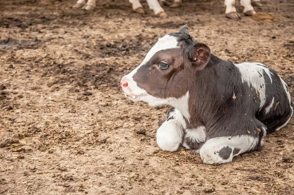 Calf lying down