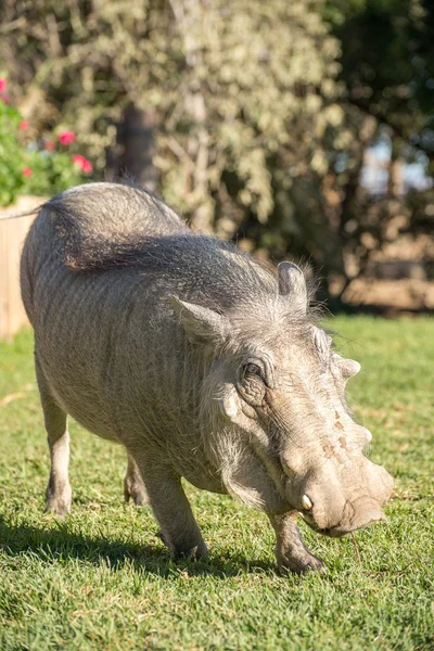 A tame warthog on the lawn