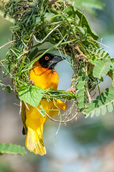 Yellow masked weaver building nest
