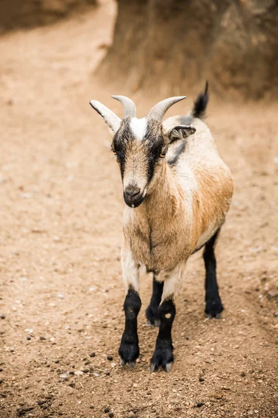 Pygmy Goat on farm