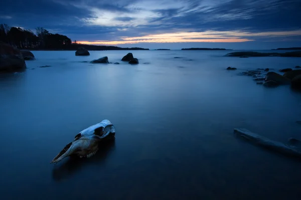 Morning dawn and skull