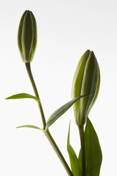 Two Bud lily with closed petals on light white gradient background.