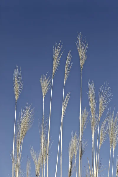 Brown reed grasses with brown stem in different sizes on background with clear blue sky. Sunshine.