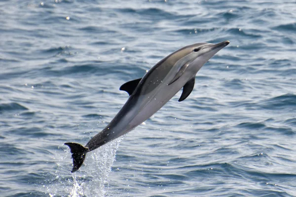 Connon Dolphin