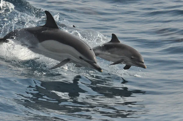 Common Dolphin & Calf