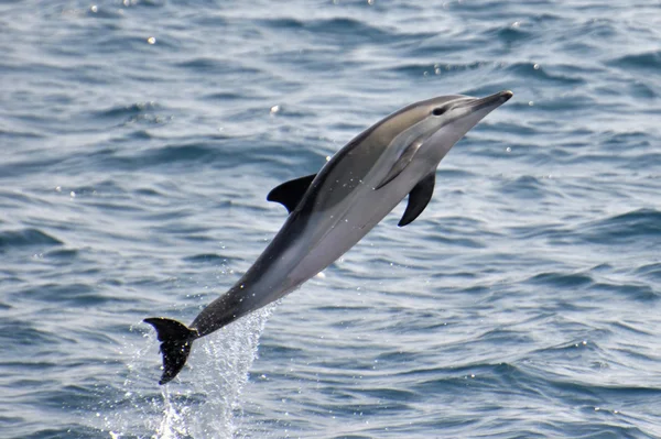 Wild Common Dolphin