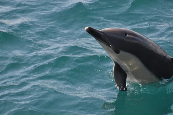 Wild Common Dolphin