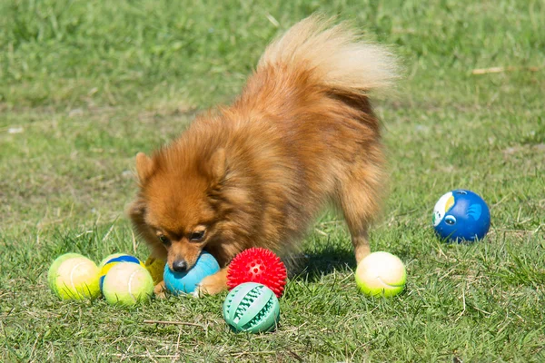 Dog playing with colored balls