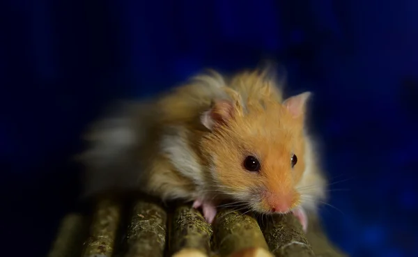 Syrian hamsters at home