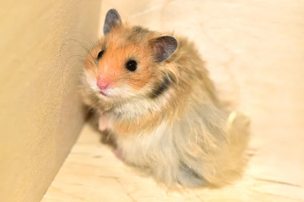 Syrian hamsters at home