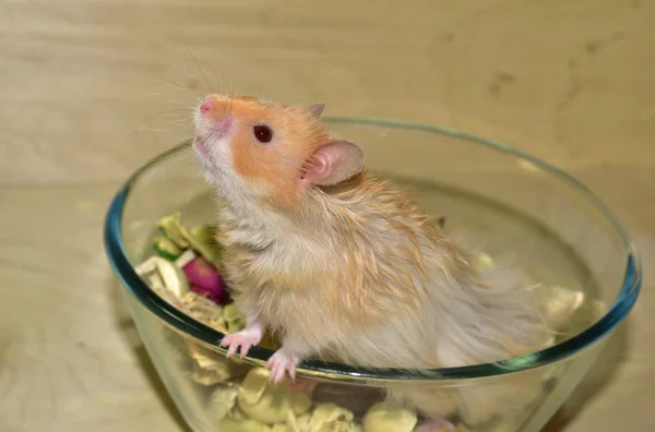 Syrian hamsters at home