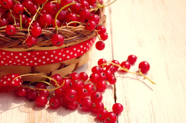 Berries of red currant in the basket decorated with a red tape