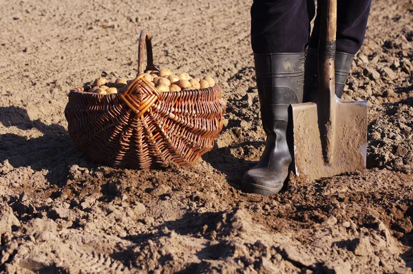 Farmer with a shovel and a basket of seed potatoes in the field in the early spring.