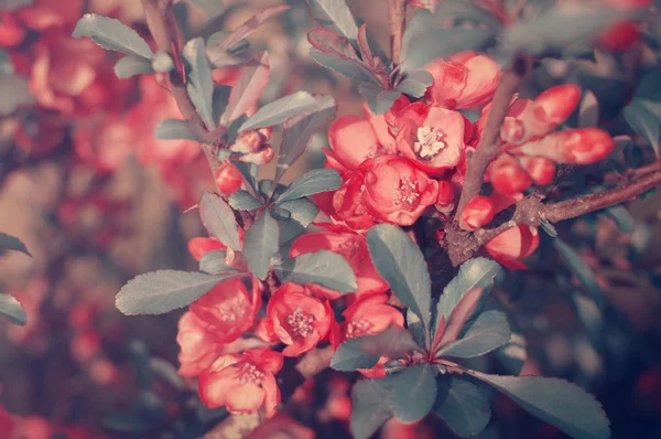 Beautiful background with pink spring flowers in vintage toning