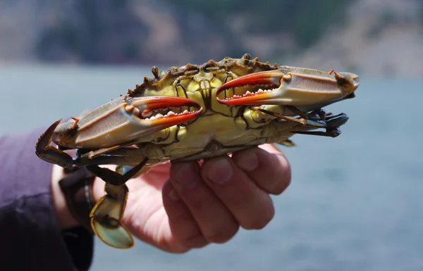 Blue Crab in a hand against the sea gulf.