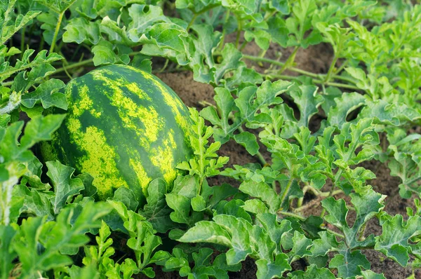 Green water melon grows in a kitchen garden