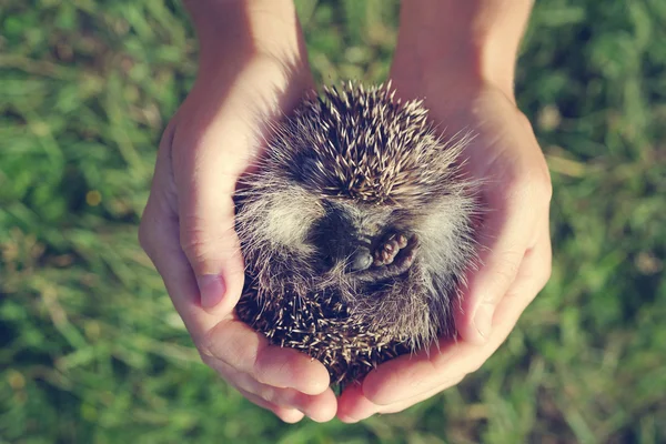 Young hedgehog in female hands