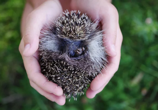 Young hedgehog in female hands