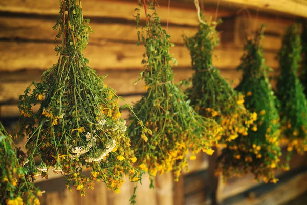 Bundles of medicinal plants St. John\'s wort is collected for drying hanging in the background of the old wooden barn.