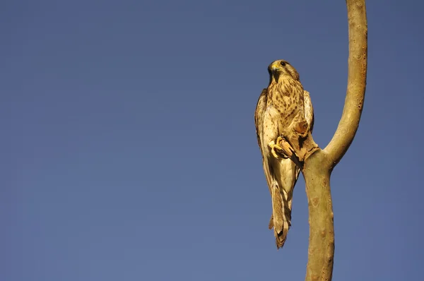Bird of prey on a branch