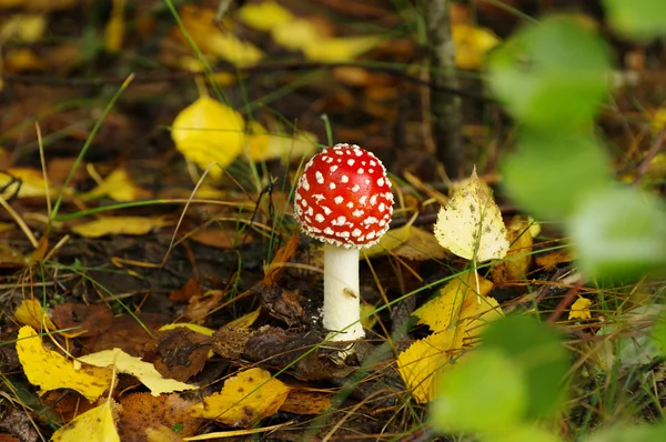 Poisonous mushroom the Fly agaric on it is yellow a green background of autumn leaves