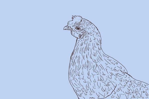 Chicken - linear drawing