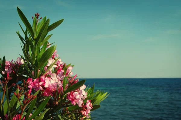 Pink bush of an oleander against the sea. Sea summer landscape in vintage tones