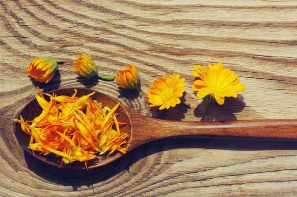 Flowers and petals of a calendula in wooden spoons on a textural wooden surface. Medicinal flowers of a marigold. Beautiful summer background with yellow flowers