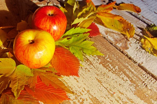 Autumn background with autumn leaves and red apples. Two red apples on autumn bright leaves on a textural wooden surface. With copy space