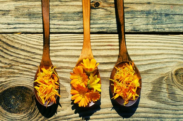 Flowers and petals of a calendula in wooden spoons on a textural wooden surface. Medicinal flowers of a marigold. Beautiful summer background with yellow flowers