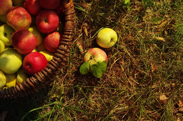 Ripe juicy red apples in a wattled wooden basket. A crop of apples in a basket.