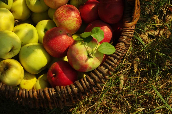 Ripe juicy red apples in a wattled wooden basket. A crop of apples in a basket.