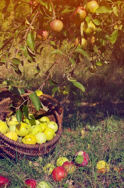 Ripe juicy apples in a wattled wooden basket. A crop of apples in a basket.